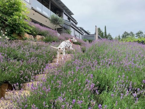  36273171-Gartenbereich.jpeg