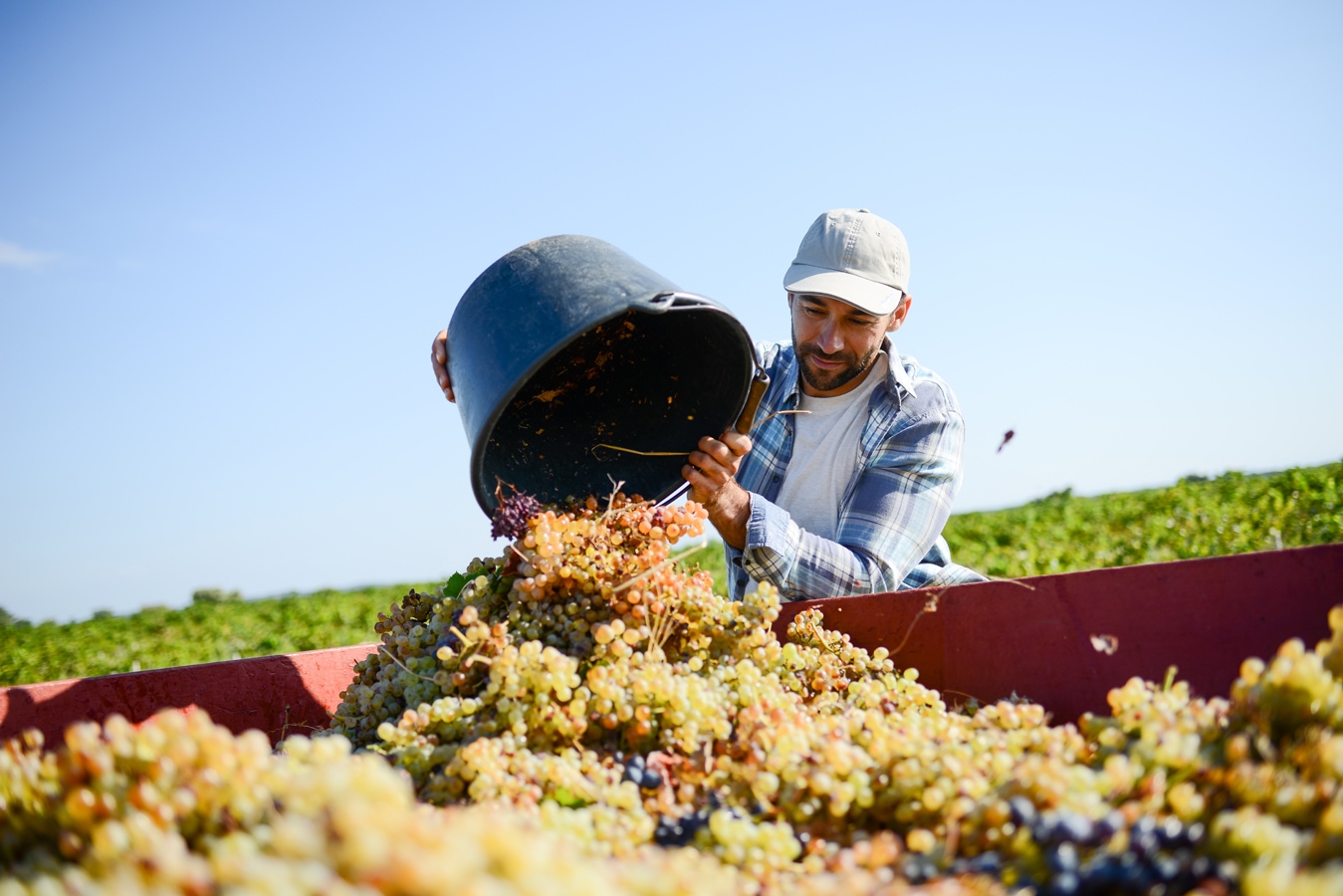 handsome man farmer in the vine, harvesting grapes during wine harvest season in vineyard AdobeStock_224904526_W_PRODUCTION.jpg