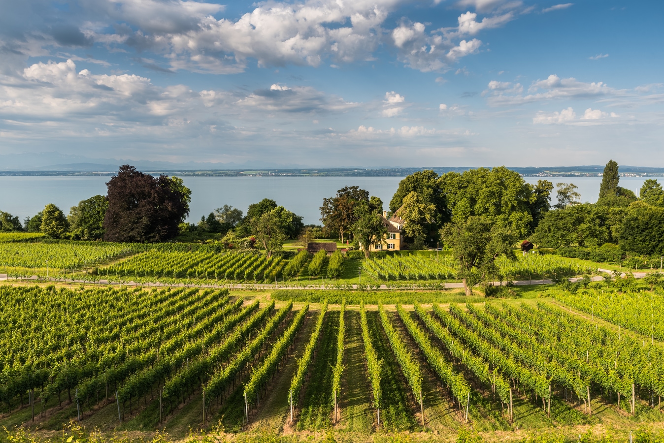 Vineyard at Lake Constance, Hagnau am Bodensee, Germany AdobeStock_520722352_Conny_Pokorny.jpeg