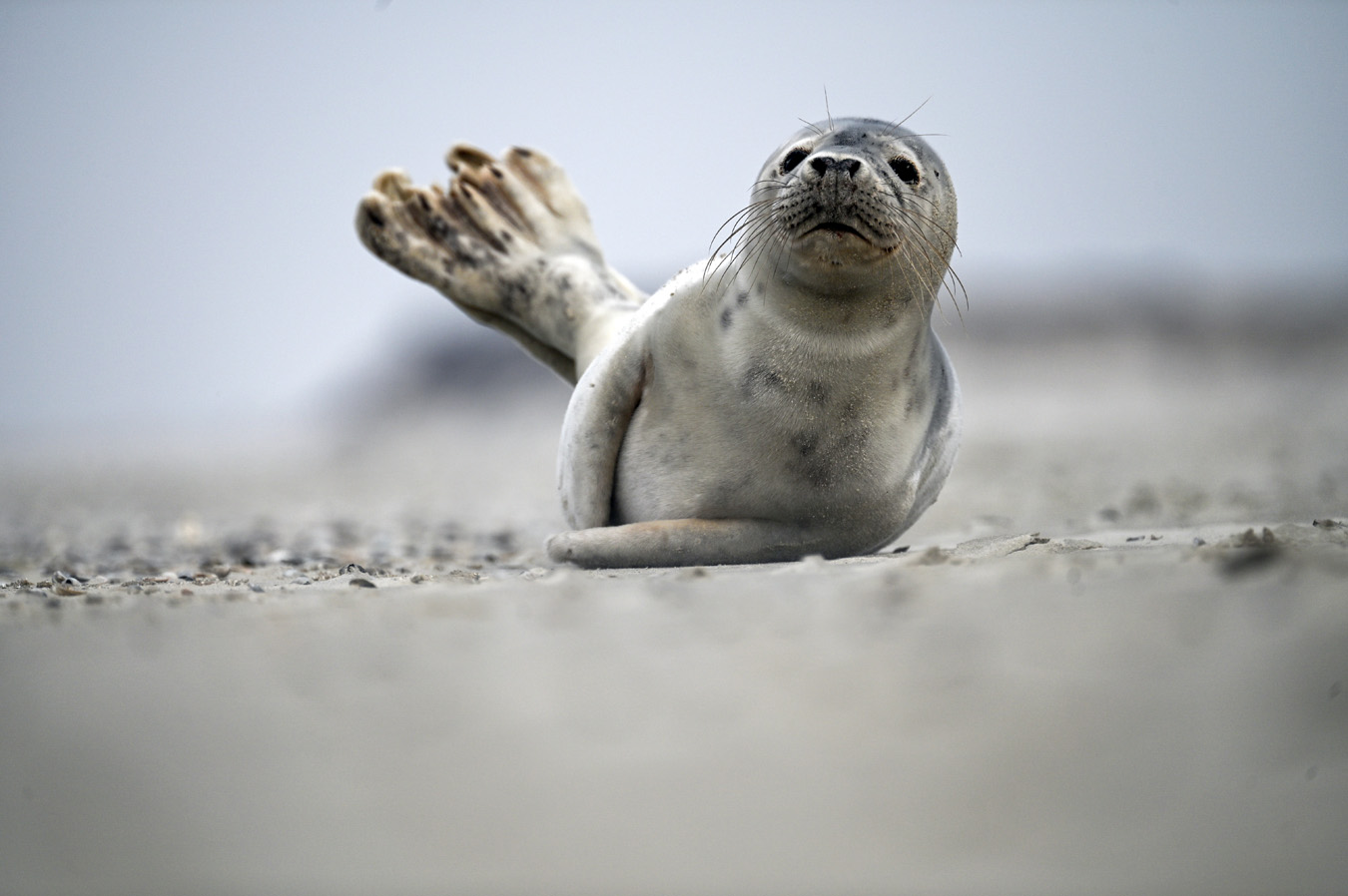 Kegelrobbe Seehund Nordsee 403221094.jpg