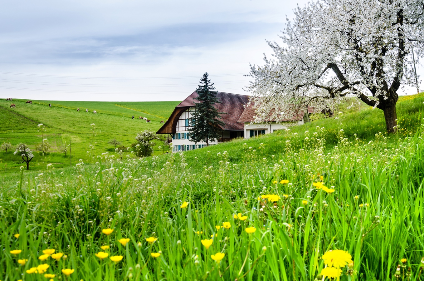 Blumenwiese im Frühling mit Chalet, Berner Mittelland, Schweiz AdobeStock_132156874_matho.jpg